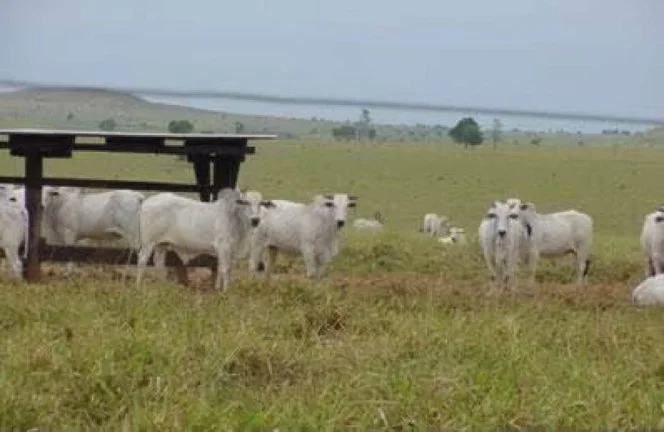 Imagem Fazenda em Mato Grosso - 103.000hec