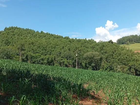 Venda de Área Rural Reflorestada em União do Oeste - Santa Catarina
