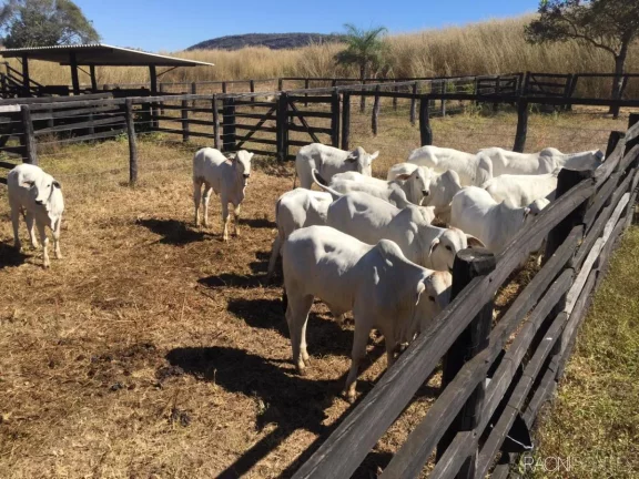 Imagem Fazenda à Venda, 11.470.800 m² em Zona Rural - Paranã