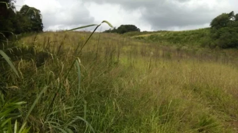 Imagem Terreno em Campo Magro