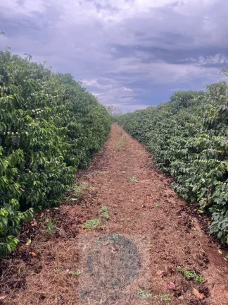 Imagem Sítio com 79 mil pés de Café, 11 alqueires com estrutura e terreirão em São Sebastião do Paraíso - Minas Gerais.