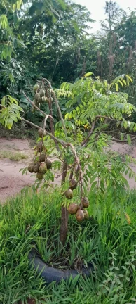 Imagem OPORTUNIDADE PARA VOCÊ QUE BUSCA COMPRAR SUA CHACARA, SINOP - MT