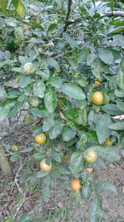 Imagem Chácara 2 dormitórios ( 1 suíte), com pomar e acesso a represa, Jambeiro.