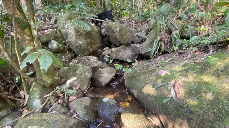 Imagem Terreno à venda em Garopaba-SC, bairro Ressacada, com 172.989,94 m² de área! Venha conferir!