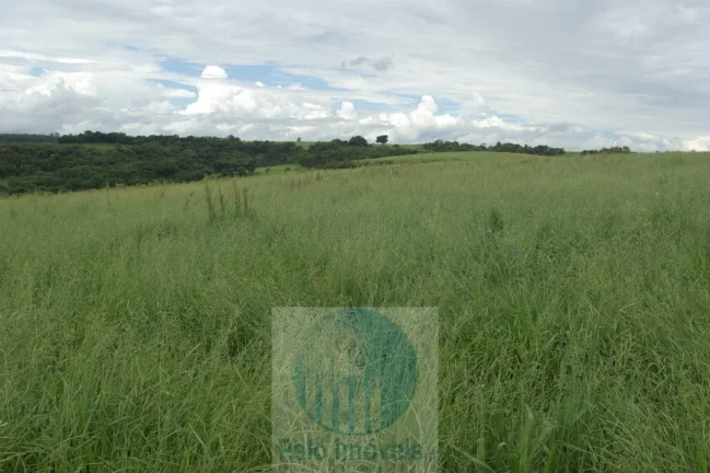 Imagem Fazenda em Cajuru 72 alqueires com soja, gado, braquiária e estrutura, 75 km de Ribeirão Preto - SP