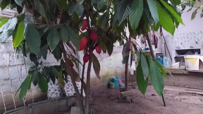 Imagem Sítio à venda