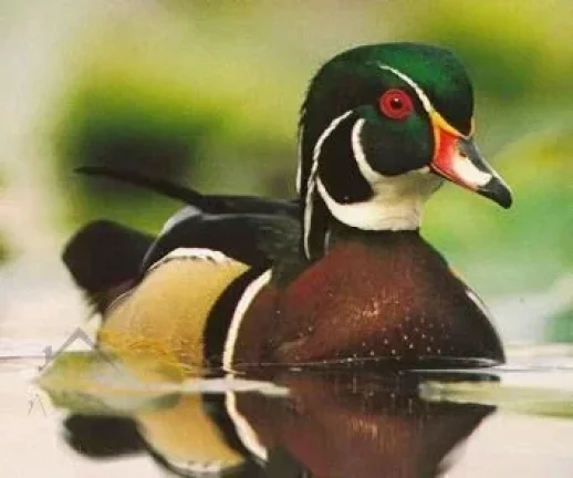 Imagem Vendo Sítio em Sapucaia com 190 Mil Mts²