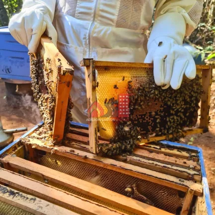 Imagem Sítio com 2 dorms, Santo Aleixo Juruaia, Juruaia - R$ 980 mil, Cod: 197