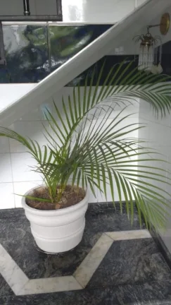Imagem Casa para Venda por R$1.500.000,00 com 540m², 4 dormitórios, 4 suites e 5 vagas - Jardim nossa senhora do carmo, São paulo / SP - Cód. 13277