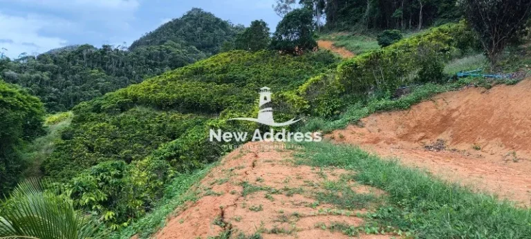 Terreno com 5.000 m² e Plantação de Café à Venda - Santa Lepoldina