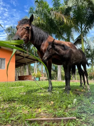 Imagem Sítio em Juquiá