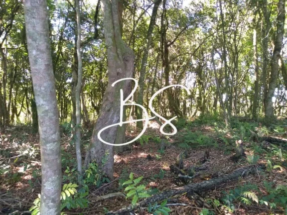 Imagem SITIO RURAL em IGREJINHA - RS, Serra Grande