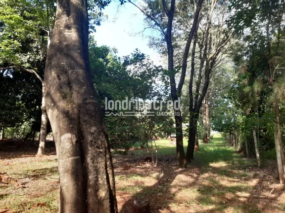 Imagem Chácara no Condomínio Piapara em Alvorada do Sul com 2.260m², 3 quartos, árvores frutíferas, café em produção, área cimentada e muito verde!