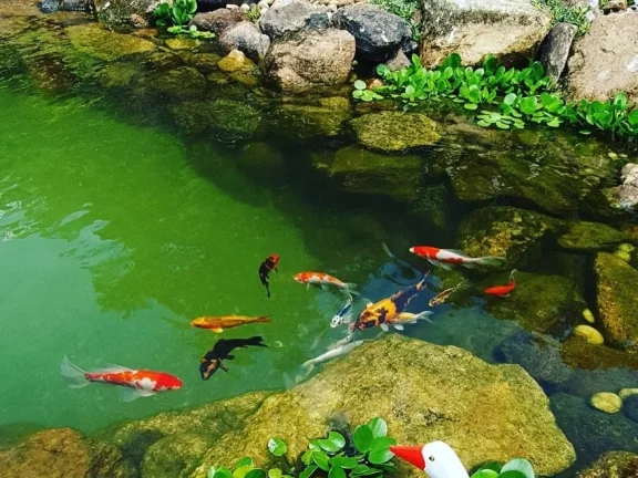 Imagem SITIO RESIDENCIAL em DOMINGOS MARTINS - ES, Santa Isabel