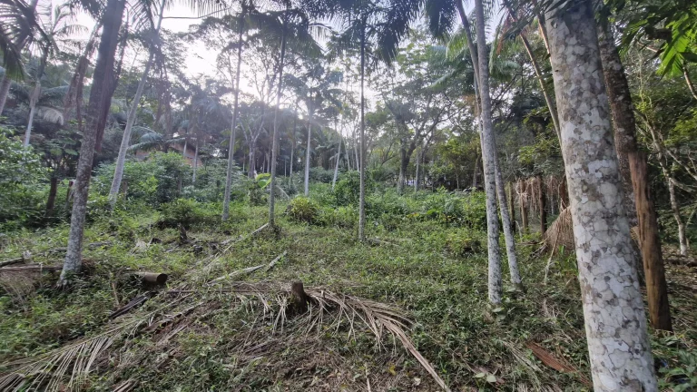 Imagem Terreno com 630m² à venda por R$200.000,00 no Siriú - Garopaba-SC