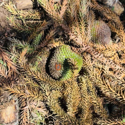Imagem Área à venda, 13 alqueires paulista por R$ 5.300.000 - São Mateus - Camanducaia/MG