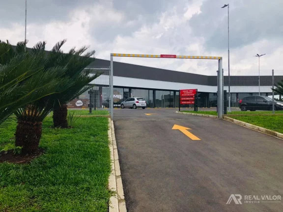 Imagem Comercial, Eucaliptos - Fazenda Rio Grande