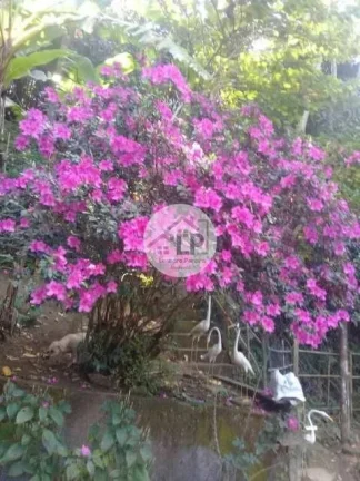 Imagem Sítio Engenheiro Paulo de Frontin, RJ
