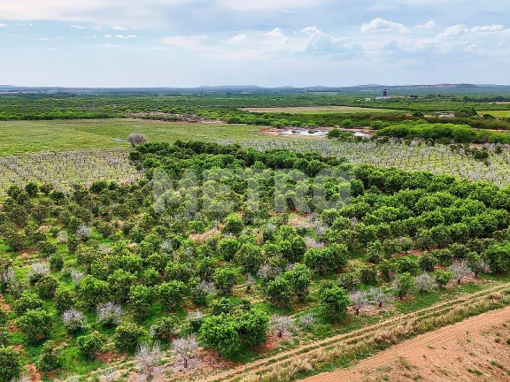Imagem Fazenda com 116ha, Casa, Galpão, 25ha plantados e mais 32 prontos para plantar