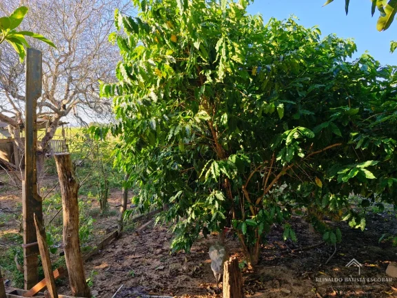 Imagem Chácara 7,8 hectares em Rochedo-MS