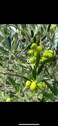 Imagem Chácara 3 dormitórios à venda Zona Rural Butiá/RS