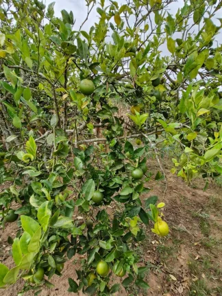 Imagem CHÁCARA NO JARDIM CANANÉIA