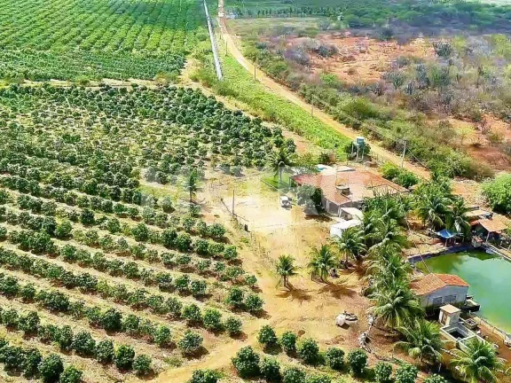 Imagem Fazenda produtiva de mangas à venda com 12,5 ha, PETROLINA - PE