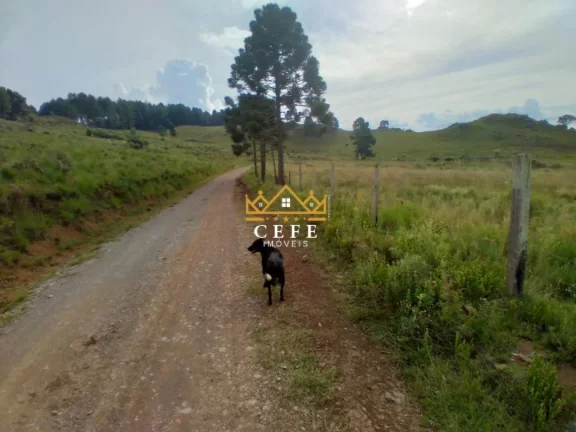 Imagem Chácara - Sítio com 2 Dormitorio(s) localizado(a) no bairro Zona Rural em São Francisco de Paula / RIO GRANDE DO SUL Ref.:1519