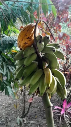 Imagem Sítio para Venda em Sete Barras, Rural