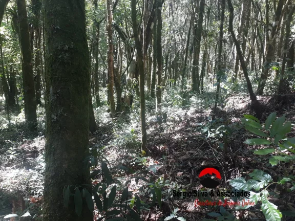 Imagem Terreno a Venda na Região da Vila Natal em Campos do Jordão - SP.