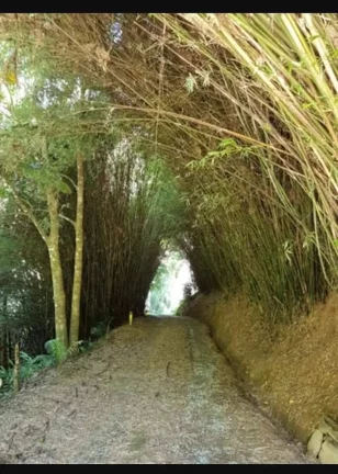 Imagem PROPRIEDADE A VENDA COM 51.000M2 - LUMIAR/ BOA ESPERANCA. NOVA FRIBURGO