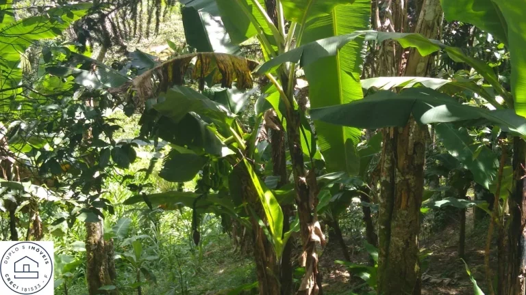 Imagem Chácara para venda em Cipó Guaçu - Embu Guaçu / Depois de parelheiros.