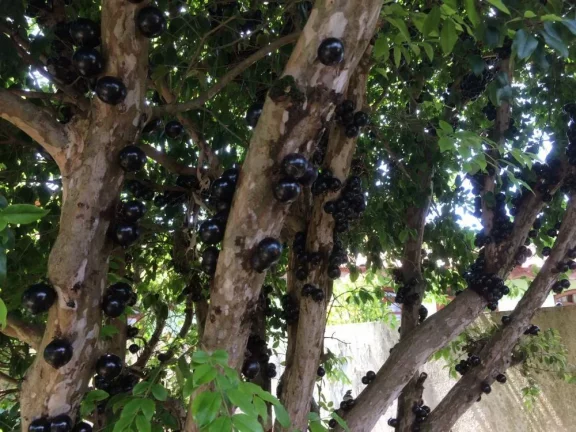 Imagem Bela chácara a venda no Portal das Nogueiras em Tatuí/SP