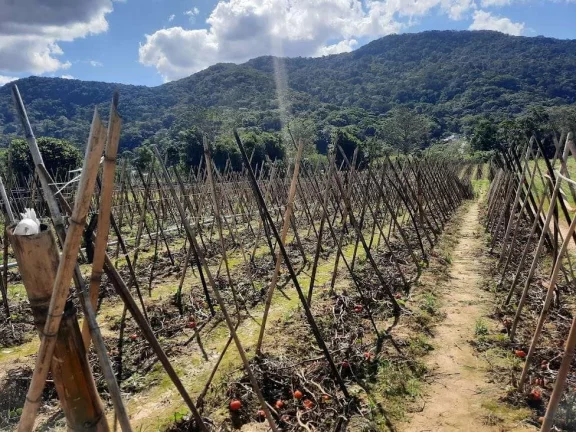Imagem Terreno à Venda, Plano, Nível da Rua, com 11.089 m2. Sul do Rio, Santo Amaro da Imperatriz, SC