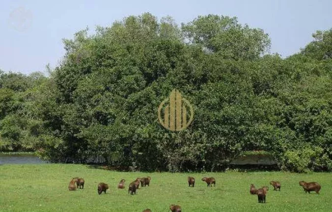 Imagem Fazenda no Pantanal