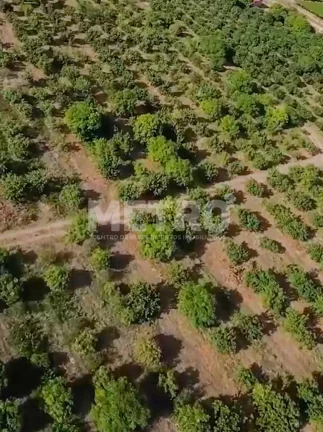 Imagem Fazenda Irrigada à venda produzindo com 6 hectares, PETROLINA - PE