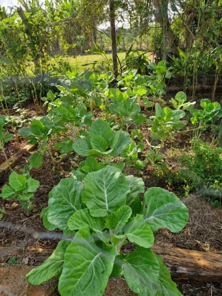 Imagem CHÁCARA COM ÓTIMA LOCALIZAÇÃO NO JD. CANANEIA - PILAR DO SUL
