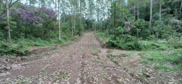 Imagem Área rural à venda em Santa Rosa de Lima/SC
