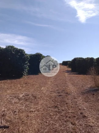 Imagem Fazenda de Café à Venda na Região do Alto Paranaíba - Minas Gerais