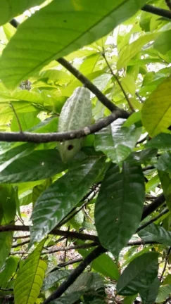 Imagem Sítio para Venda em Sete Barras, Rural