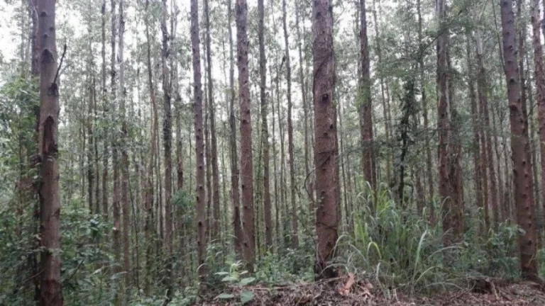 Imagem Fazenda para Venda por R$15.000.000,00 - Centro, Resende / SP - Cód. 13439