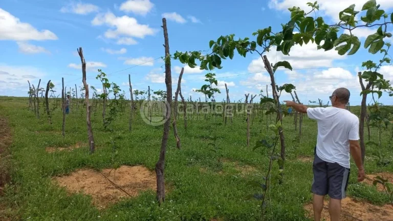 Imagem Fazenda à venda em Jandaíra - 300 hectares com alto potencial produtivo