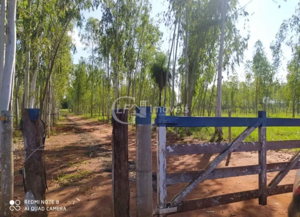 Excelente Chácara, 15.5 Ha, formada,