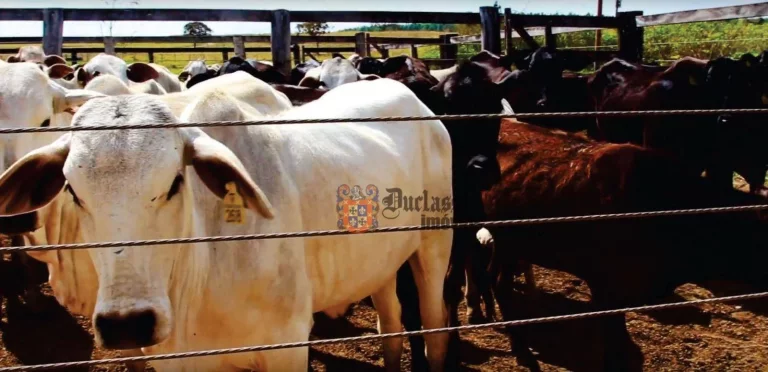 Imagem Fazenda à venda, 5422080 m² por R$ 30.000.000,00 - Alexânia - Alexânia/GO