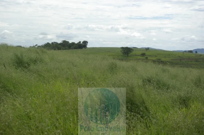Imagem Fazenda em Cajuru 72 alqueires com soja, gado, braquiária e estrutura, 75 km de Ribeirão Preto - SP
