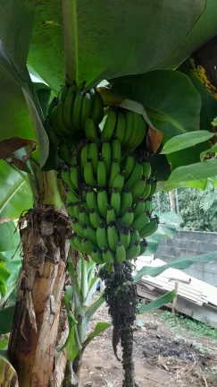 Imagem vende se chácara em Mogi das Cruzes