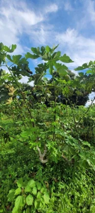 Imagem Sítio à venda, 45.000 m² por R$ 1.200.000 - Área Rural - Monte Mor/SP