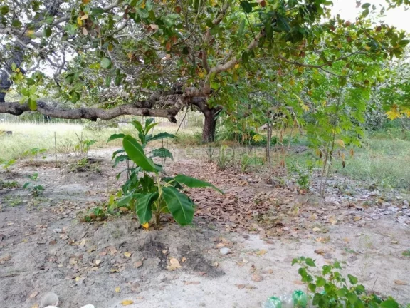Imagem Sitio no Corrego do Moreira - Beberibe 6 Ha