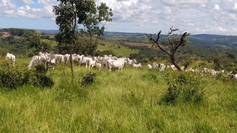 Imagem FAZENDA EM EM ABADIÂNIA DE GOIÁS