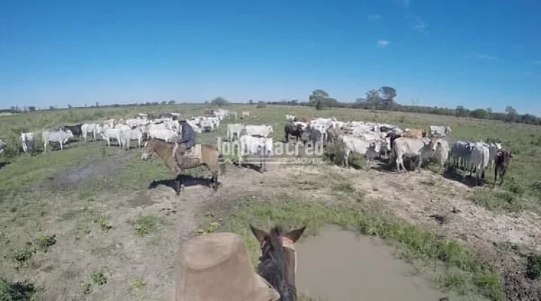 Imagem Fazenda San Justino no Chaco Paraguaio com valor de 900 dólares por hectare, totalizando 12.289 hectares.